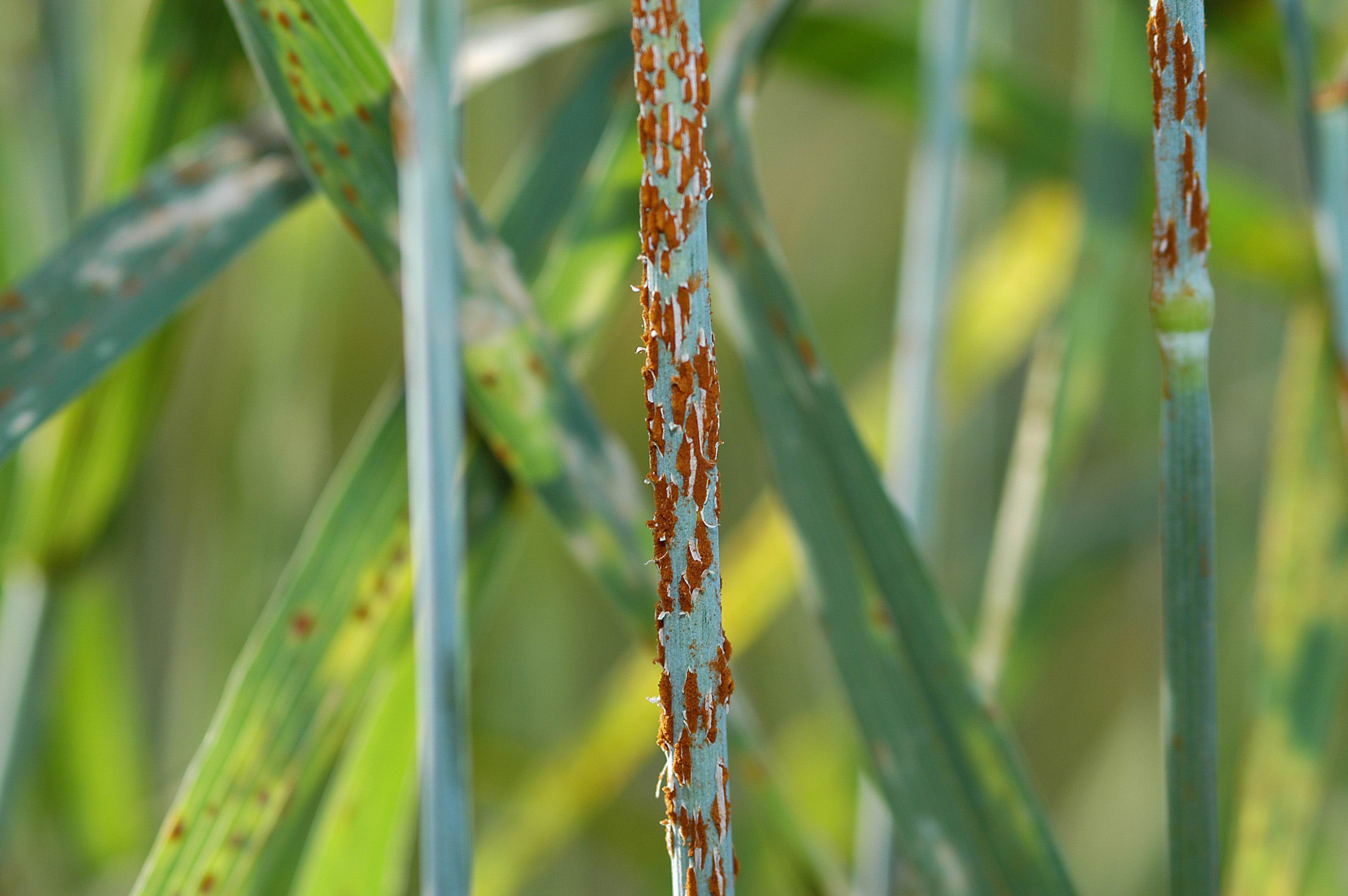 Can Einkorn Save Us From Stem Rust Einkorn